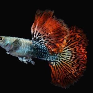 Red Dragon Guppy