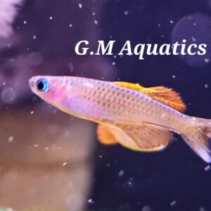 Red Neon Blue Eye Rainbow 2.5cm