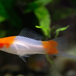 Santa Claus Swordtail