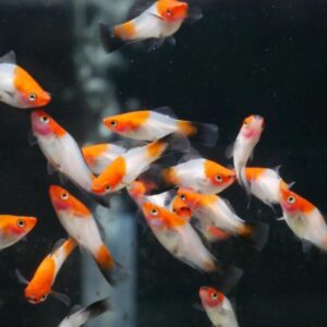 Kohaku Koi black tail swordtail