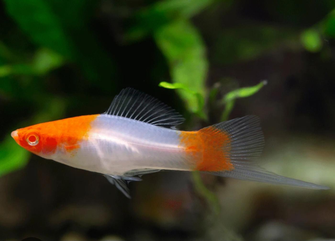 Santa Claus Swordtail