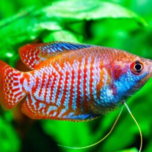 Gourami Lalius  Large