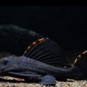 Three Beacon Pleco L091  6-7cm WILD