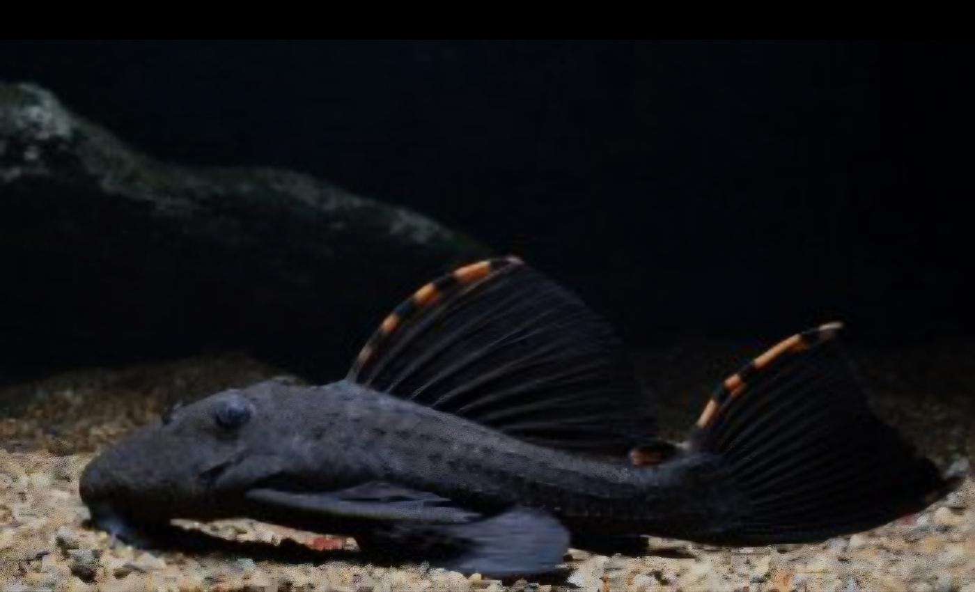 Three Beacon Pleco L091 6-7cm WILD