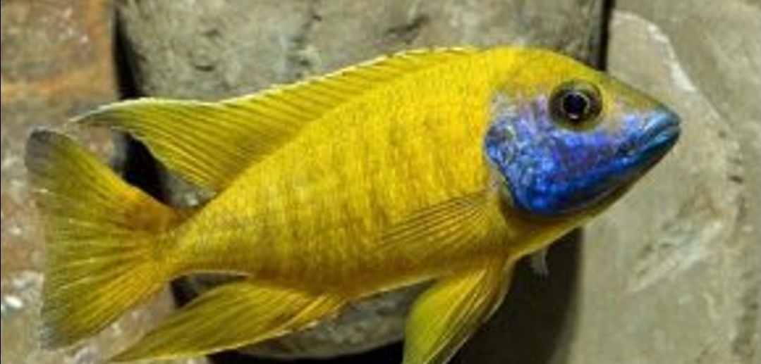 Aulonocara baenschi