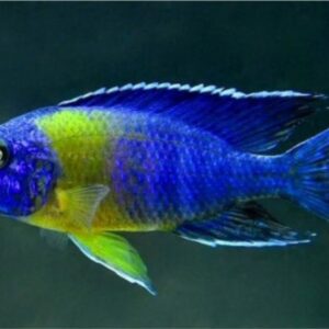 Aulonocara Maulana