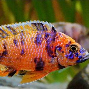 Aulonocara Calico / Calico Red Neon
