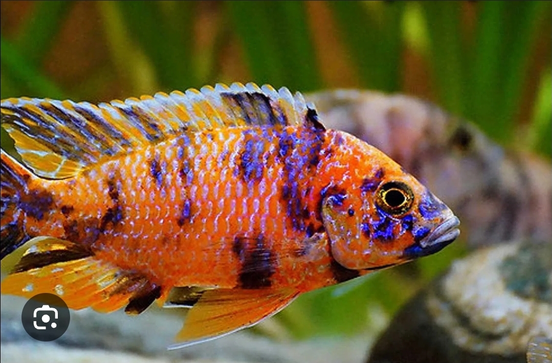 Aulonocara Calico / Calico Red Neon