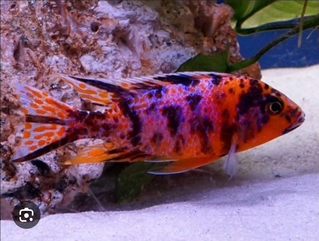 Aulonocara Calico / Calico Red Neon - Image 2