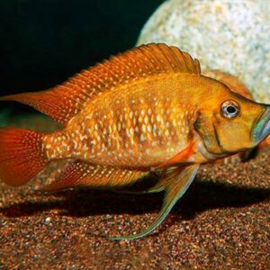 Lamprologus compressiceps red fin