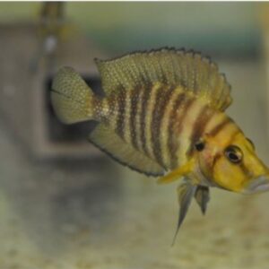 Lamprologus compressiceps gold