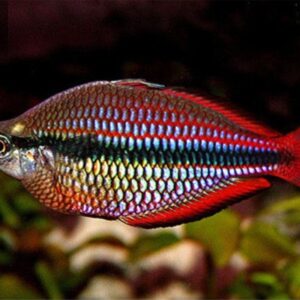 Melanotaenia splendida australis super red