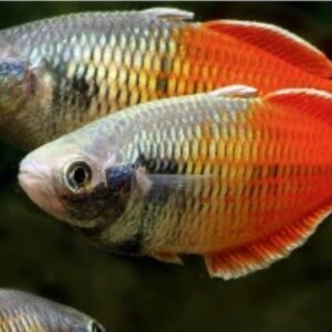 Melanotaenia boesemani Fire Red