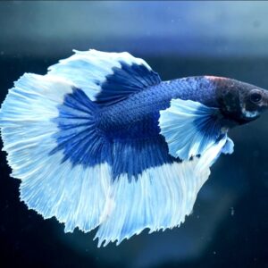 Siamese Fighting Fish / Betta males