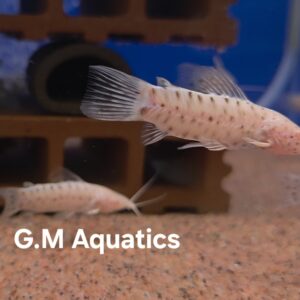 Albino Hoplo Catfish Hoplosternum thoracatum 5-6cm