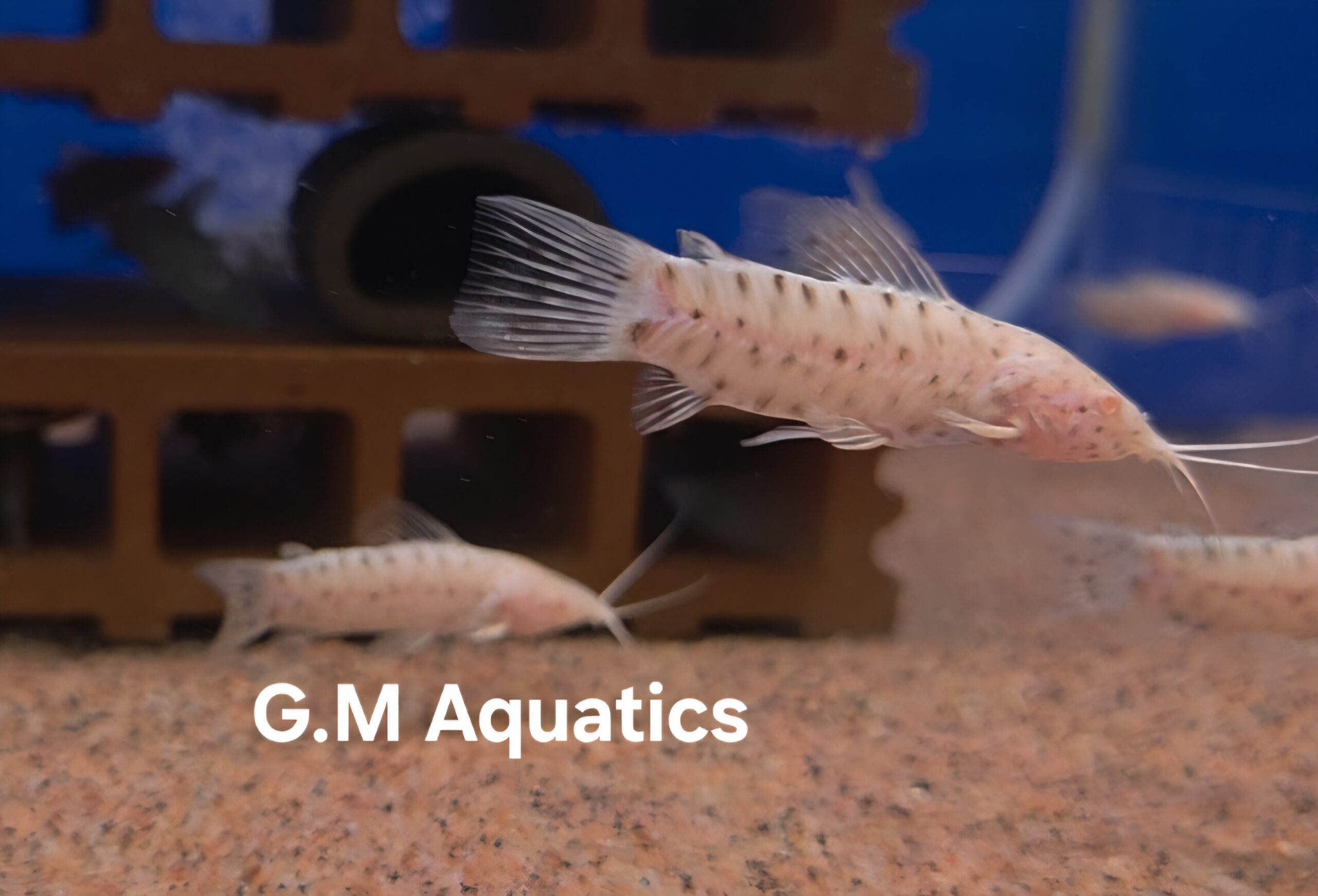 Albino Hoplo Catfish Hoplosternum thoracatum 5-6cm