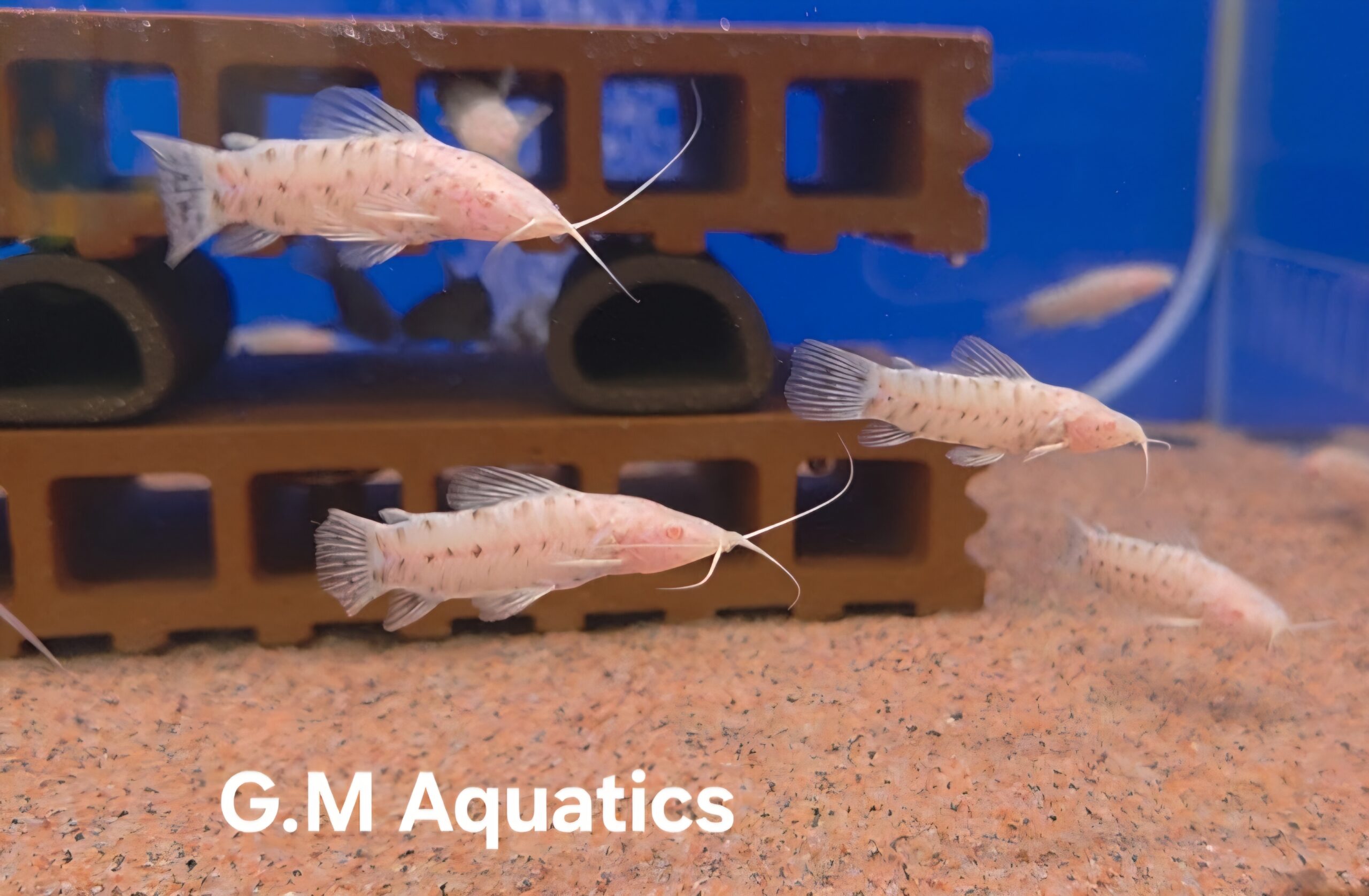 Albino Hoplo Catfish Hoplosternum thoracatum 5-6cm - Image 2