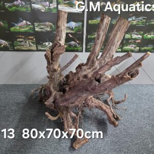 Black stump wood No 13
