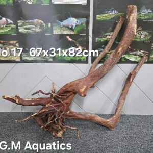 Black stump wood No 17