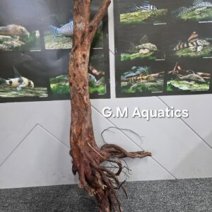 Black stump wood No 25