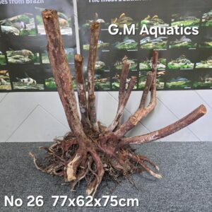 Black stump wood No 26
