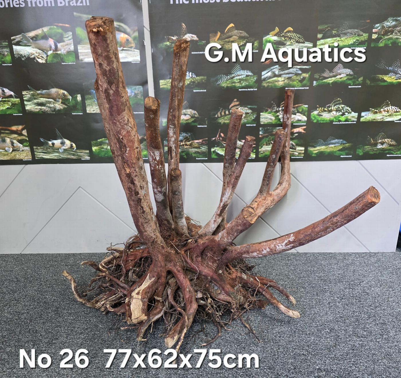 Black stump wood No 26