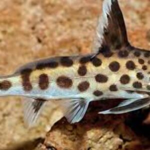 Synodontis petricola 3.5cm