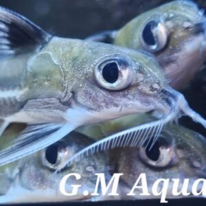 Tenellus trimaculatus  5-6cm