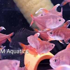 Bentosi Hyphessobrycon  M-L