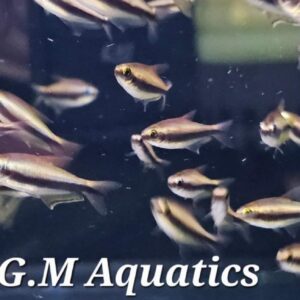 Emperor Tetra 2-3CM WILD