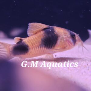 Hoplisoma Weitzmani Wild