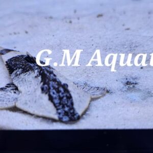 Pseudohemiodon apithanos sp. Peru