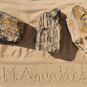 Xylopal / Fossilised stone