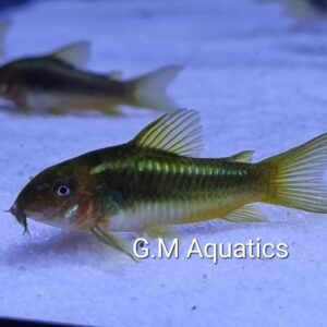 Green laser cory  CW009 2.5cm