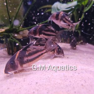 Corydoras CW127