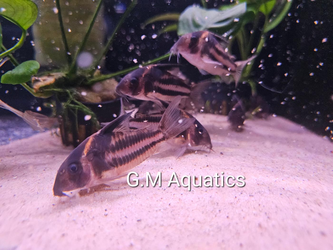 Corydoras CW127