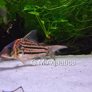 Corydoras CW134 5-6cm