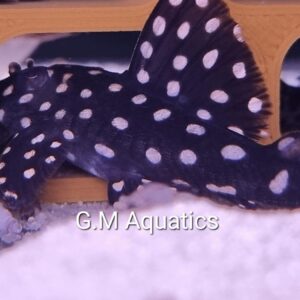 Hypancistrus contradens 6-8cm wild