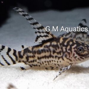 Corydoras Vulcan  f1 CW111  3-4cm