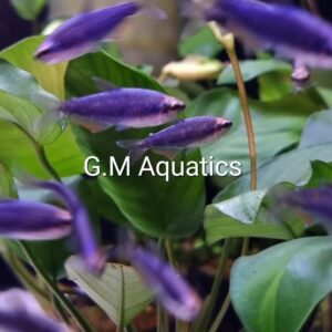 Super blue Kerri  tetra small