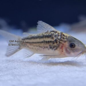 Corydoras Nanus wild 4-5cm