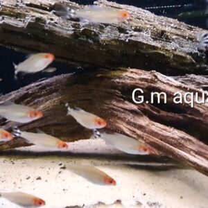 Rummynose Tetra
