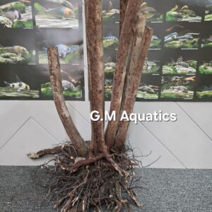 Black stump wood No 8  66x44x72cm