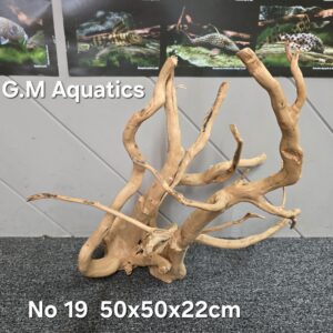 Red moor / Azalea wood  No 19  50x50x22cm