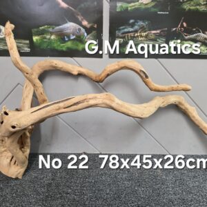 Red moor / Azalea wood  No 22  78x45x26cm