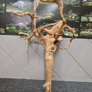 Red moor / Azalea wood  No 27  53x40x31cm