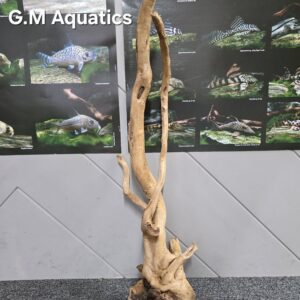 Red moor / Azalea wood  No 5  75x21x23cm