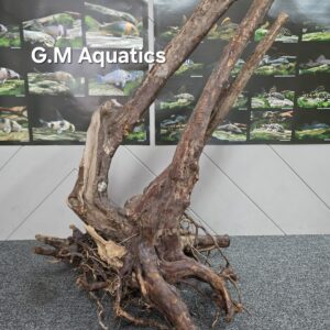 Black stump wood No 5  78x56x52cm