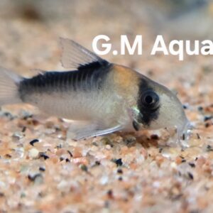 Adolfo's Cory Hoplisoma adolfoi 2.5cm