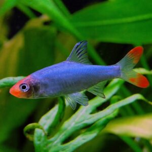 Asian Rummynose - Sawbwa resplendens